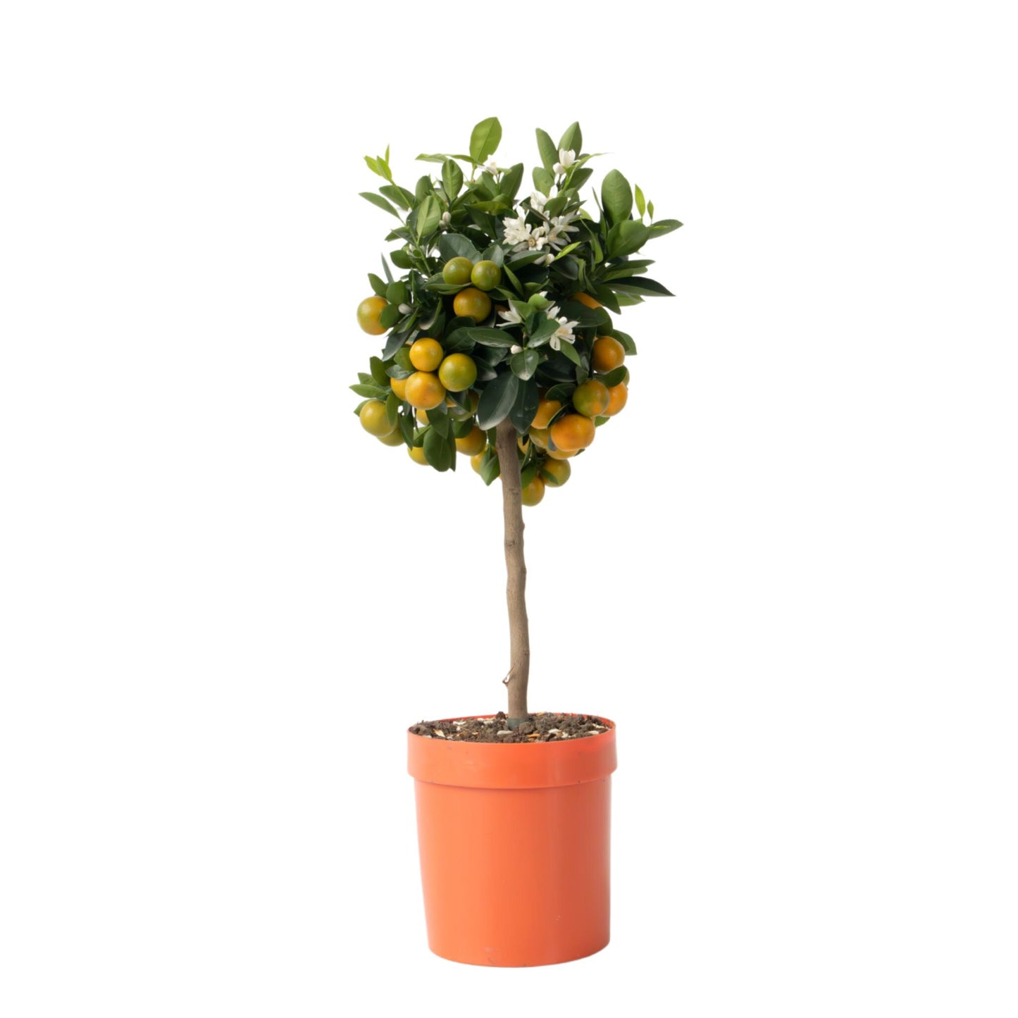 Citrofortunella Microcarpa - Citrus Mitis 'calamondin' - Altura 55-65cm - ⌀19cm_0