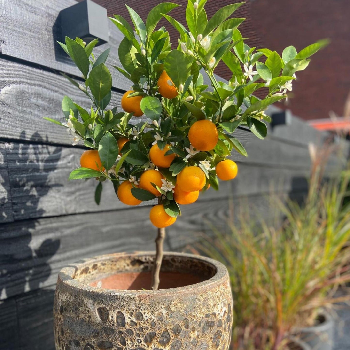Citrofortunella Microcarpa - Citrus Mitis 'calamondin' - Altura 55-65cm - ⌀19cm_4