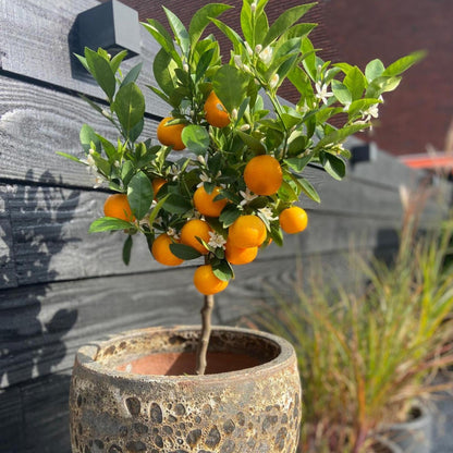 Citrofortunella Microcarpa - Citrus Mitis 'calamondin' - Altura 55-65cm - ⌀19cm_4
