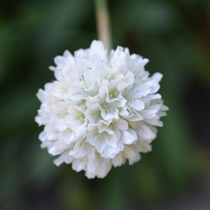 Clavel De Playas - 3 Pzs - Armeria Maritima 'deep White' - A20-30cm - ⌀12cm_3