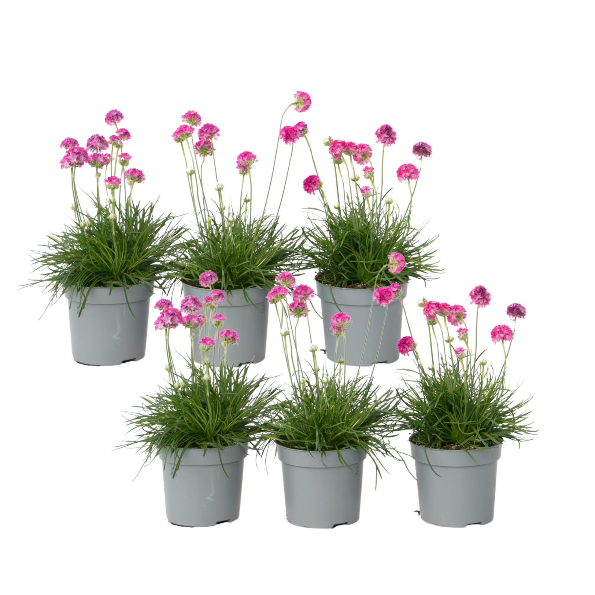 Clavel De Playas - 6 Pzs - Armeria Maritima 'deep Rose' - Altura 20-30cm - ⌀12cm_0