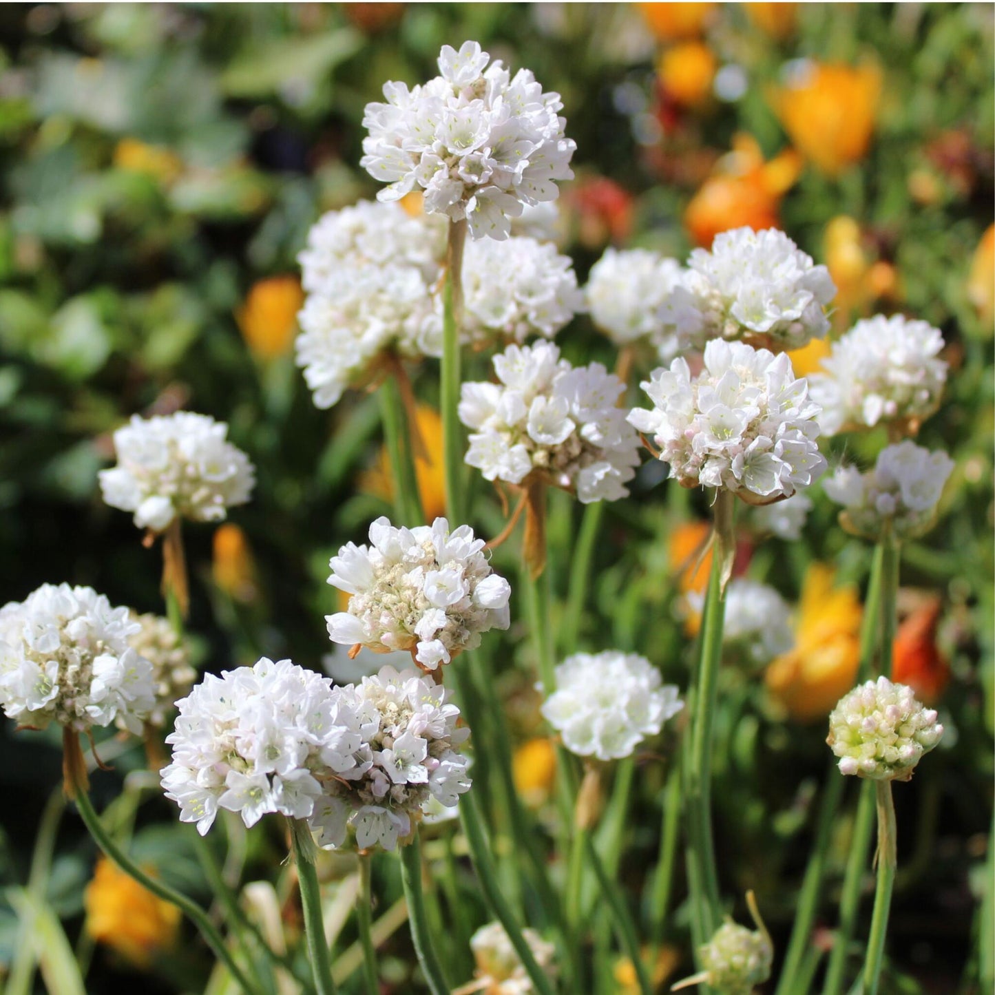 Clavel De Playas - 6 Pzs - Armeria Maritima 'deep White' - A20-30cm - ⌀12cm_1