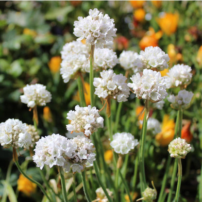 Clavel De Playas - 6 Pzs - Armeria Maritima 'deep White' - A20-30cm - ⌀12cm_1