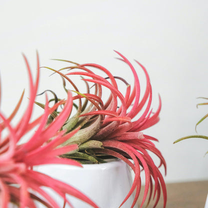 Claveles De Aire - 10 Pzs - Tillandsia - Altura 5-15cm - ⌀5cm_1