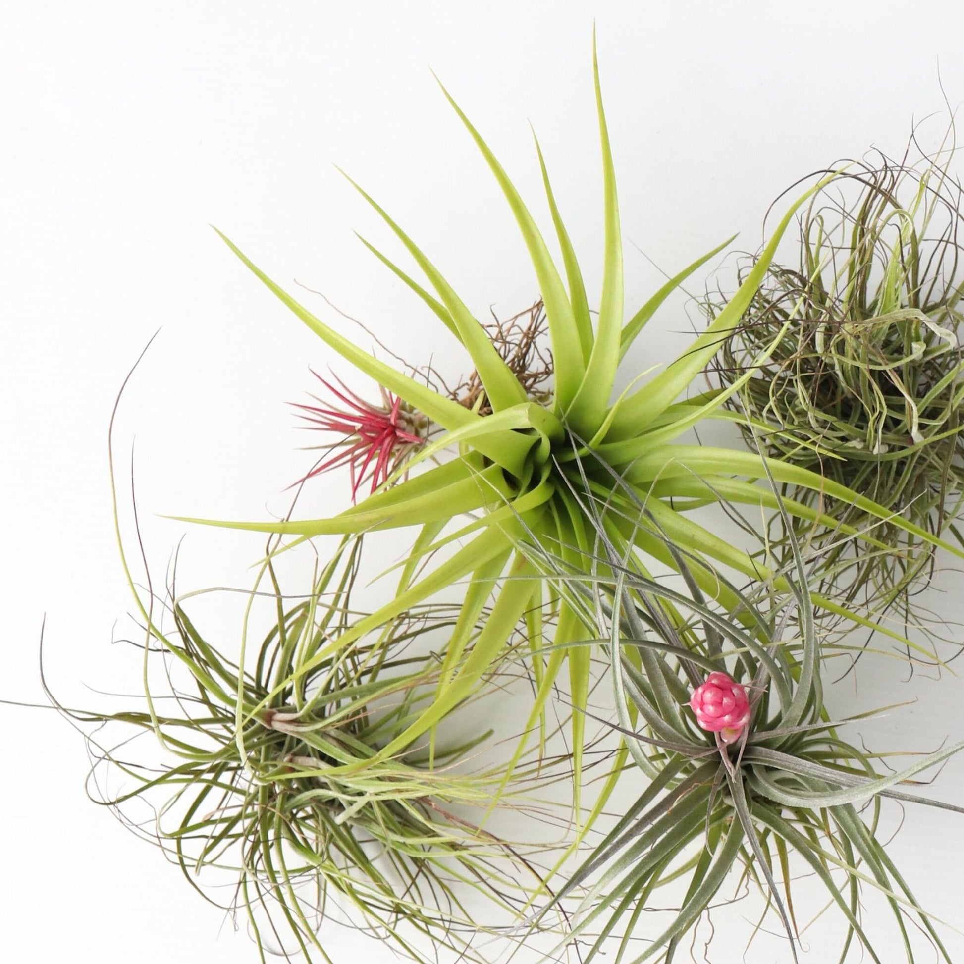 Claveles De Aire - 24 Pzs - Tillandsia - Altura 5-15cm - ⌀5cm_3
