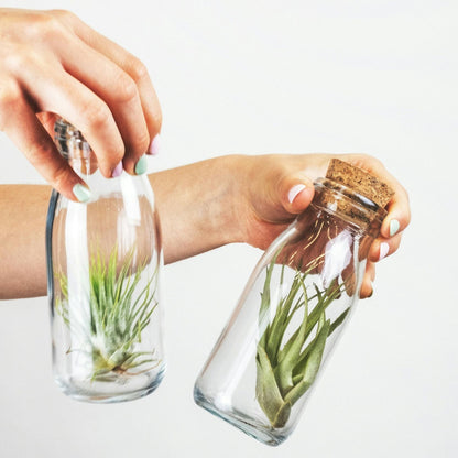 Claveles De Aire - 3 Pzs - Tillandsia - Altura 5-15cm - ⌀5cm_1