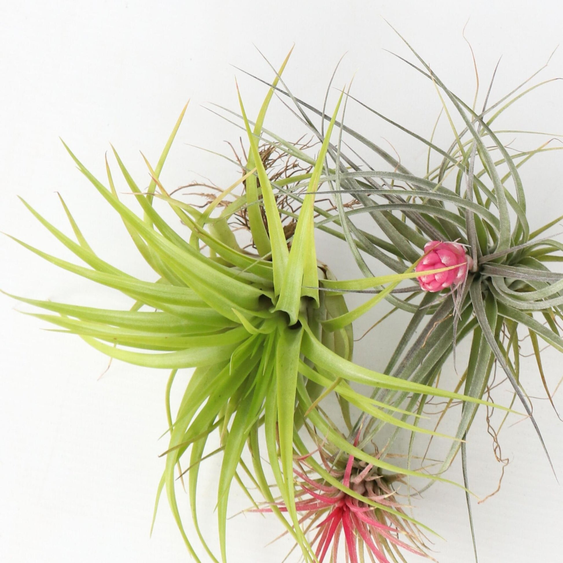 Claveles De Aire - 3 Pzs - Tillandsia - Altura 5-15cm - ⌀5cm_3