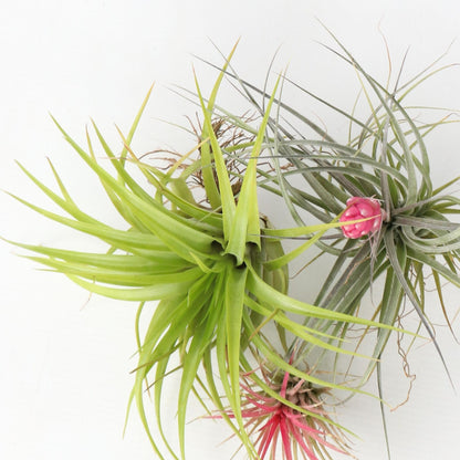Claveles De Aire - 3 Pzs - Tillandsia - Altura 5-15cm - ⌀5cm_3