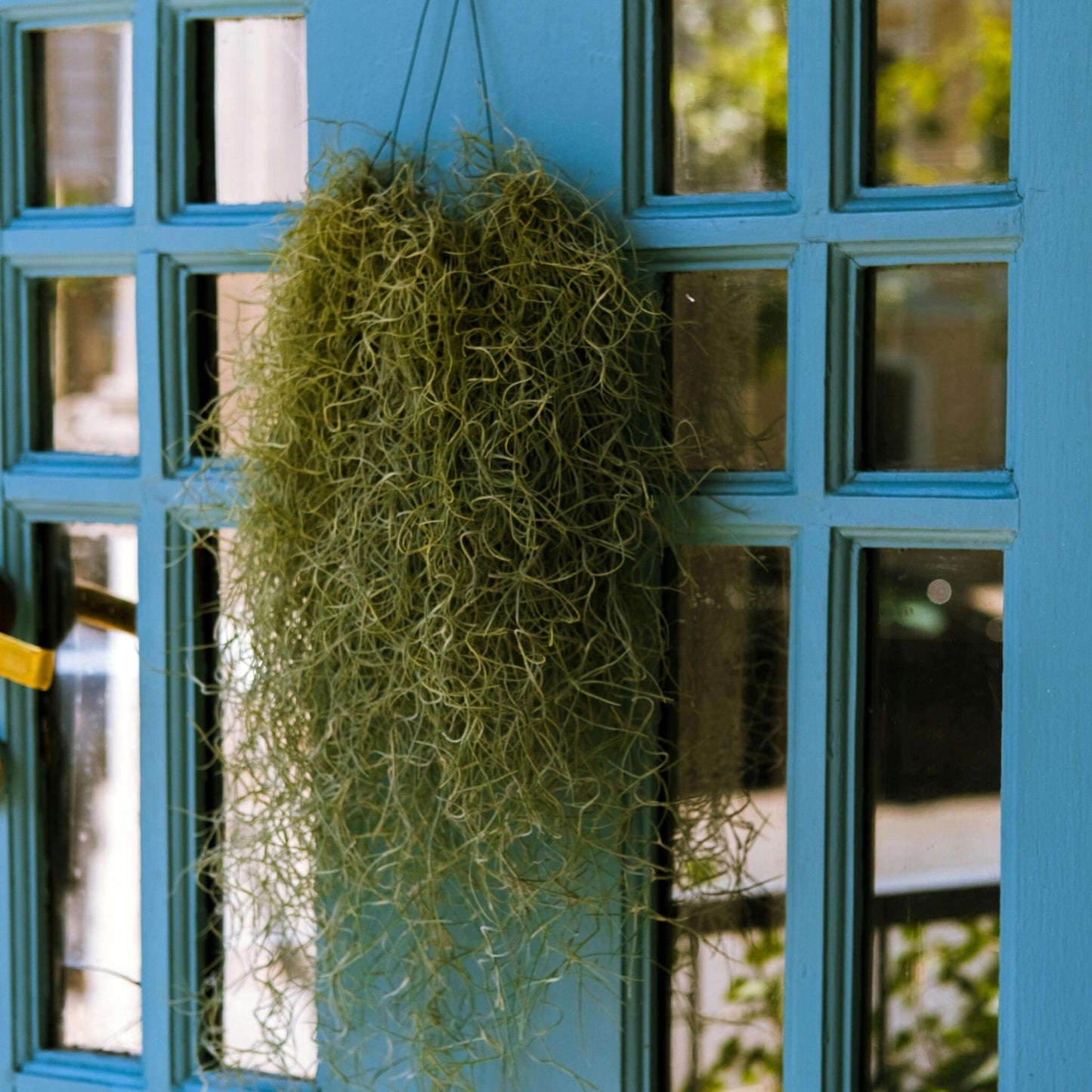 Claveles De Aire - 3 Pzs - Tillandsia Usneoides - Altura 25-40cm - ⌀5cm_1