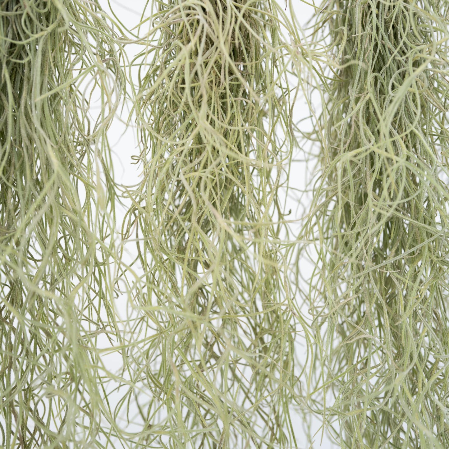 Claveles De Aire - 3 Pzs - Tillandsia Usneoides - Altura 25-40cm - ⌀5cm_3