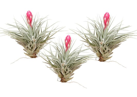 Claveles De Aire - 3 Pzs - Tillandsia 'cotton Candy' - Altura 5-15cm - ⌀5cm_0