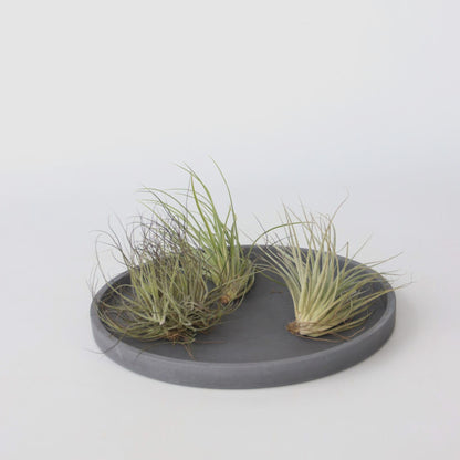 Claveles De Aire - 5 Pzs - Tillandsia - Altura 5-15cm - ⌀5cm_4