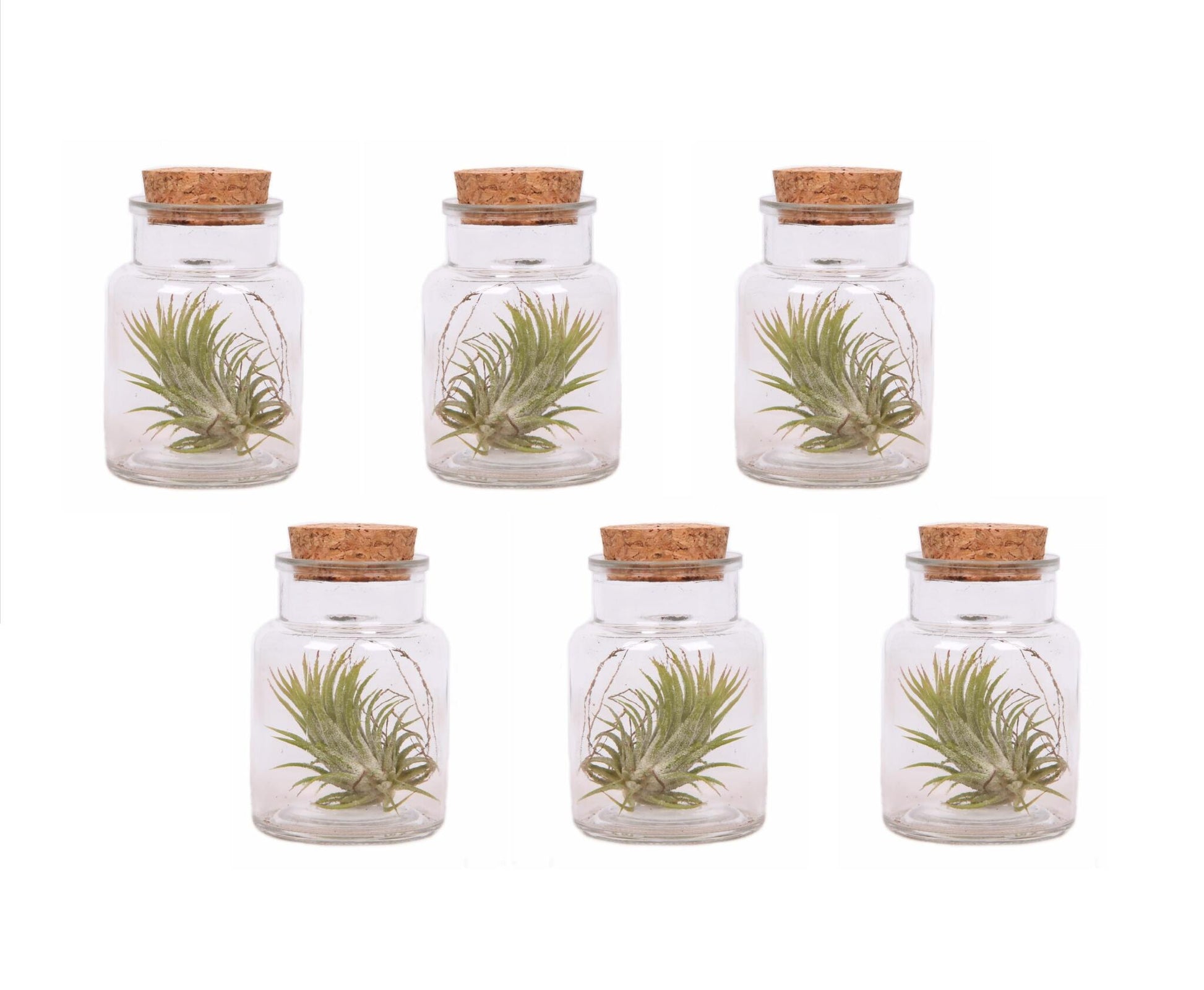 Claveles De Aire - 6 Pzs - Tillandsia - Altura 5-15cm - ⌀5cm_0