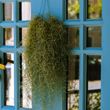 Claveles De Aire - 6 Pzs - Tillandsia Usneoides - Altura 25-40cm - ⌀5cm_1