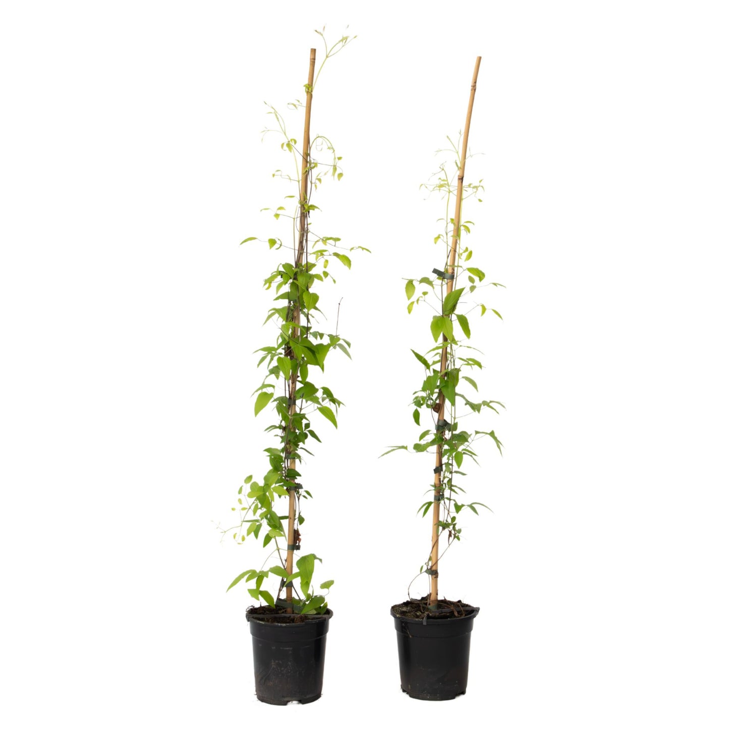Clemátide - 2 Pzs - Clemátide 'hagley Hybrid' - Altura 100-120cm - ⌀17cm_0