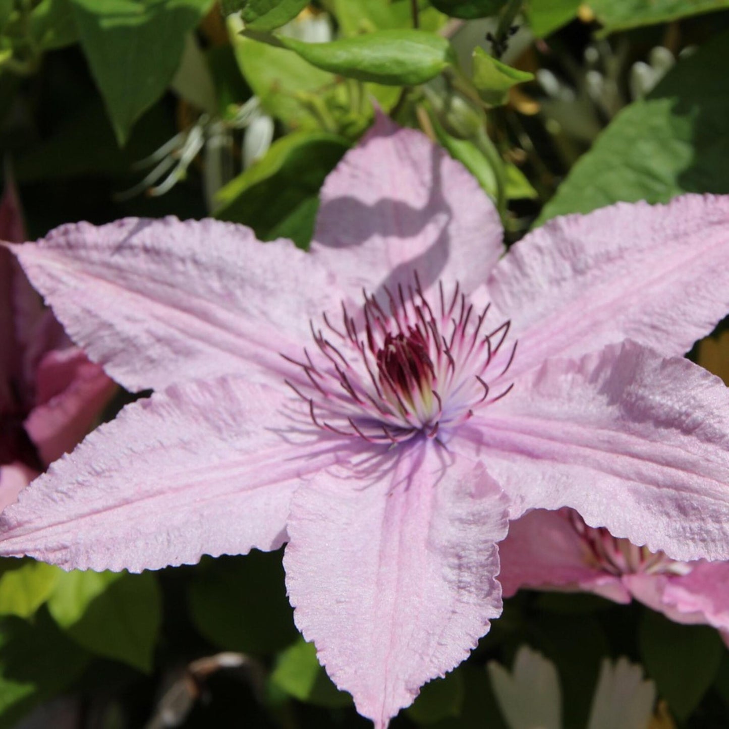 Clemátide - 2 Pzs - Clemátide 'hagley Hybrid' - Altura 100-120cm - ⌀17cm_3