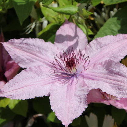 Clemátide - 2 Pzs - Clemátide 'hagley Hybrid' - Altura 100-120cm - ⌀17cm_3
