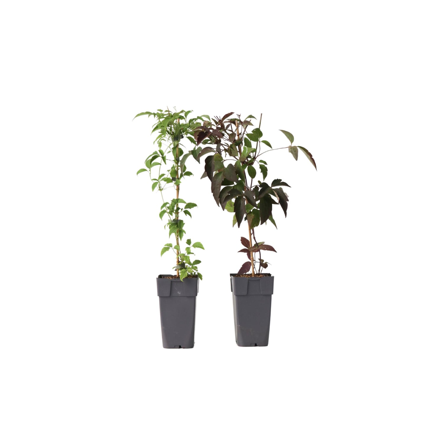 Clemátide - 2 Pzs - Clematis Grandiflora Fragrant Spring - A60-70cm - ⌀15cm_0
