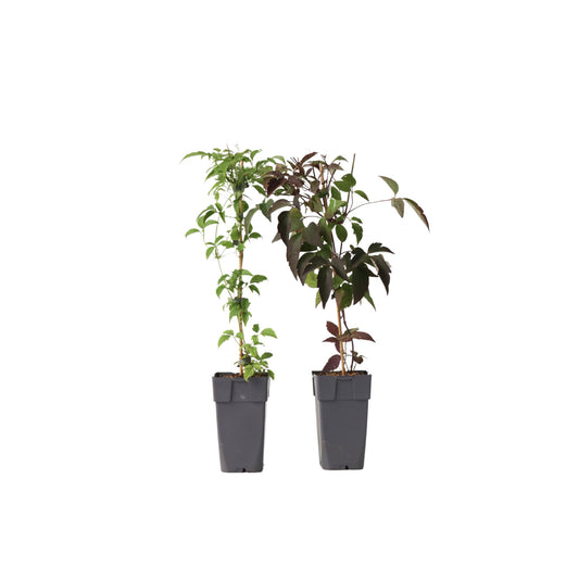Clemátide - 2 Pzs - Clematis Grandiflora Fragrant Spring - A60-70cm - ⌀15cm_0