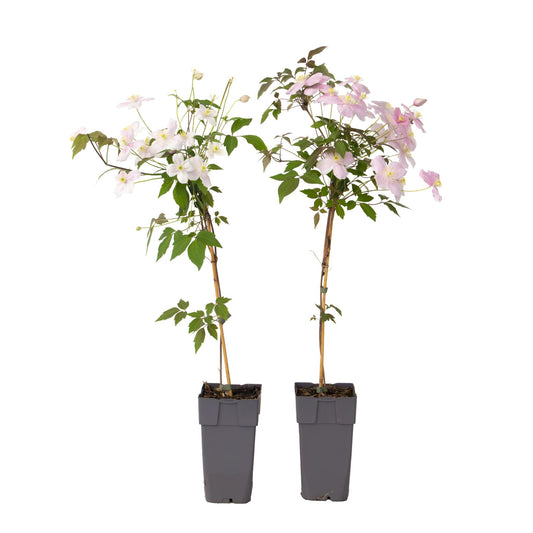 Clemátide - 2 Pzs - Clematis Montana 'fragrant Spring' - Altura 60-70cm - ⌀15cm_0
