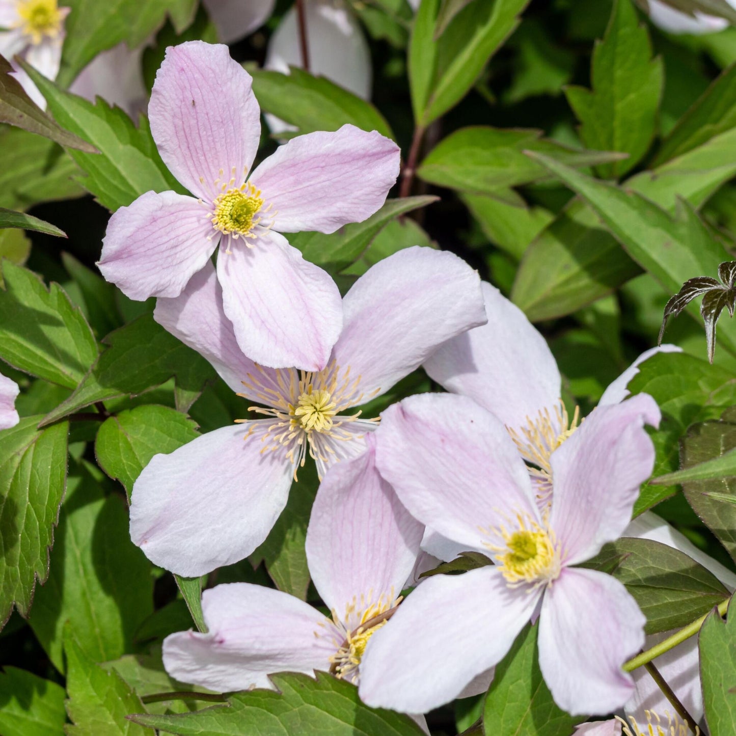 Clemátide - 2 Pzs - Clematis Montana 'fragrant Spring' - Altura 60-70cm - ⌀15cm_3
