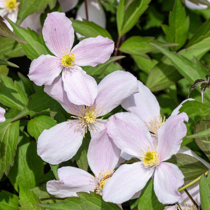 Clemátide - 2 Pzs - Clematis Montana 'fragrant Spring' - Altura 60-70cm - ⌀15cm_3