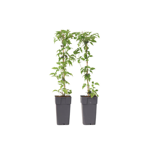 Clemátide - 2 Pzs - Clematis Montana 'grandiflora' - Altura 60-70cm - ⌀15cm_0