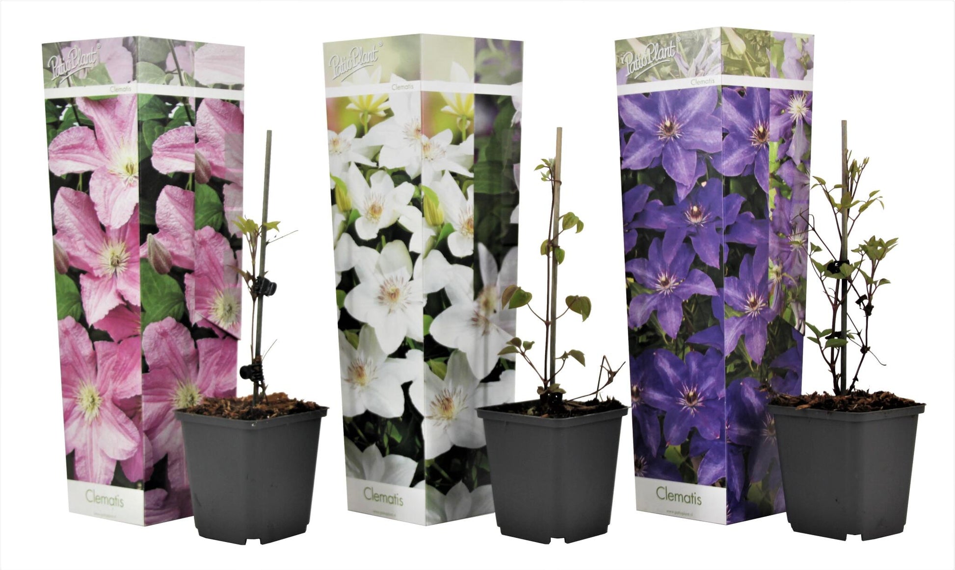 Clemátide - 3 Pzs - Clematis Hybrid - Altura 25-40cm - ⌀9cm_0