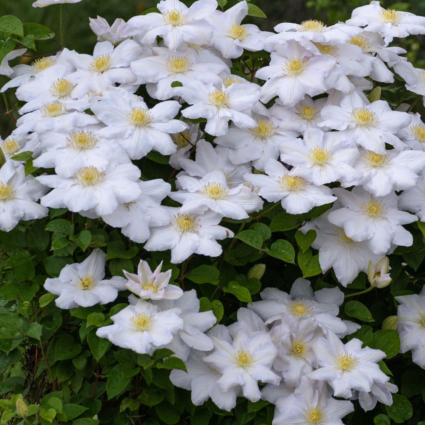 Clemátide - 3 Pzs - Clematis Hybrid - Altura 25-40cm - ⌀9cm_3