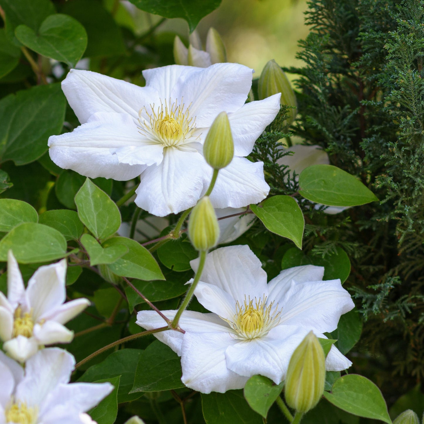 Clemátide - 3 Pzs - Clematis Hybrid 'mme Le Coultre' - Altura 25-40cm - ⌀9cm_3