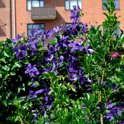 Clemátide - 3 Pzs - Clematis 'the President' - Altura 25-40cm - ⌀9cm_1