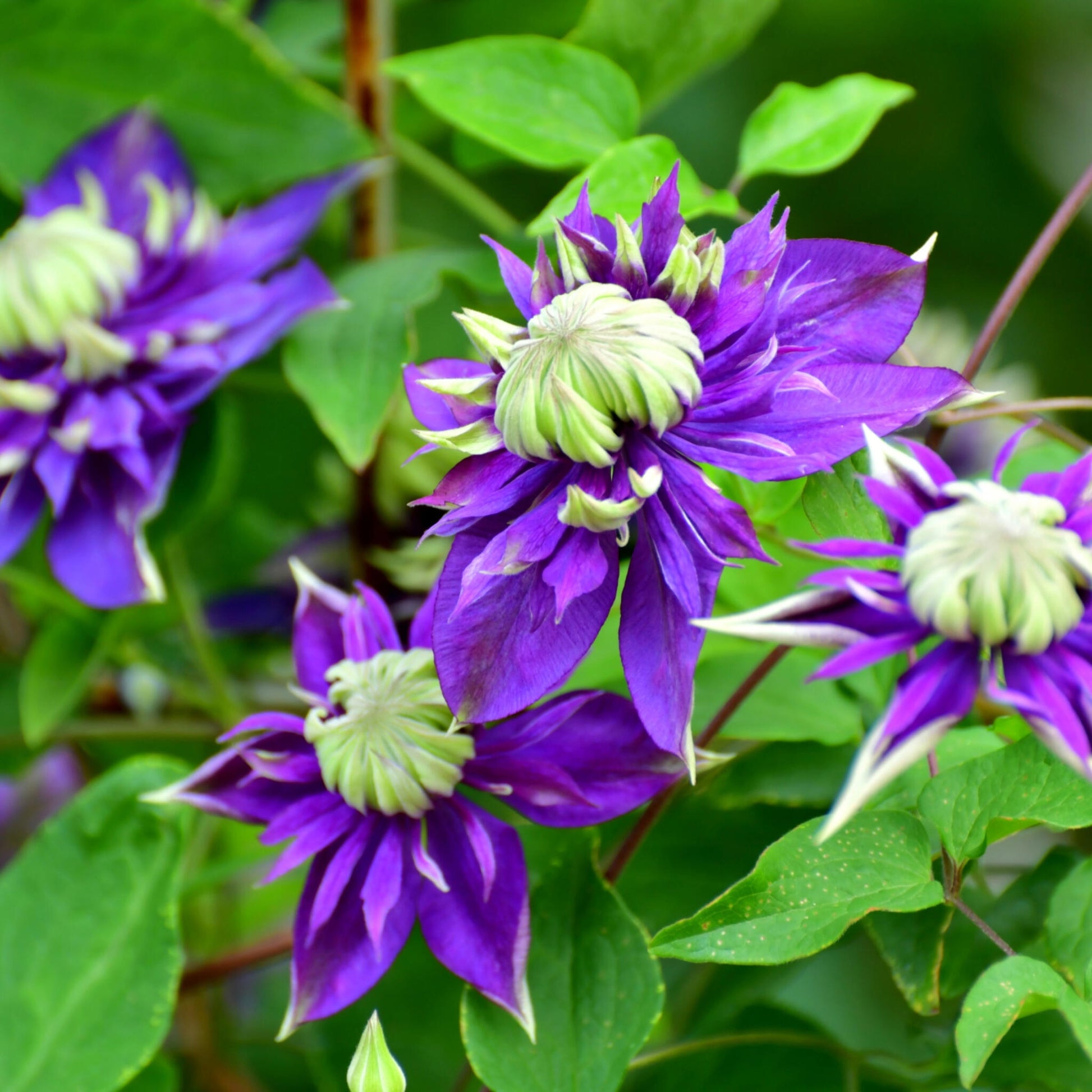 Clemátide - 4 Pzs - Clematis Hybrid 'taiga' - Altura 25-40cm - ⌀9cm_3