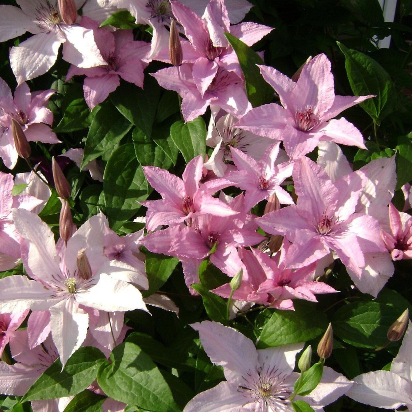Clemátide - Clemátide 'hagley Hybrid' - Altura 100-120cm - ⌀17cm_1