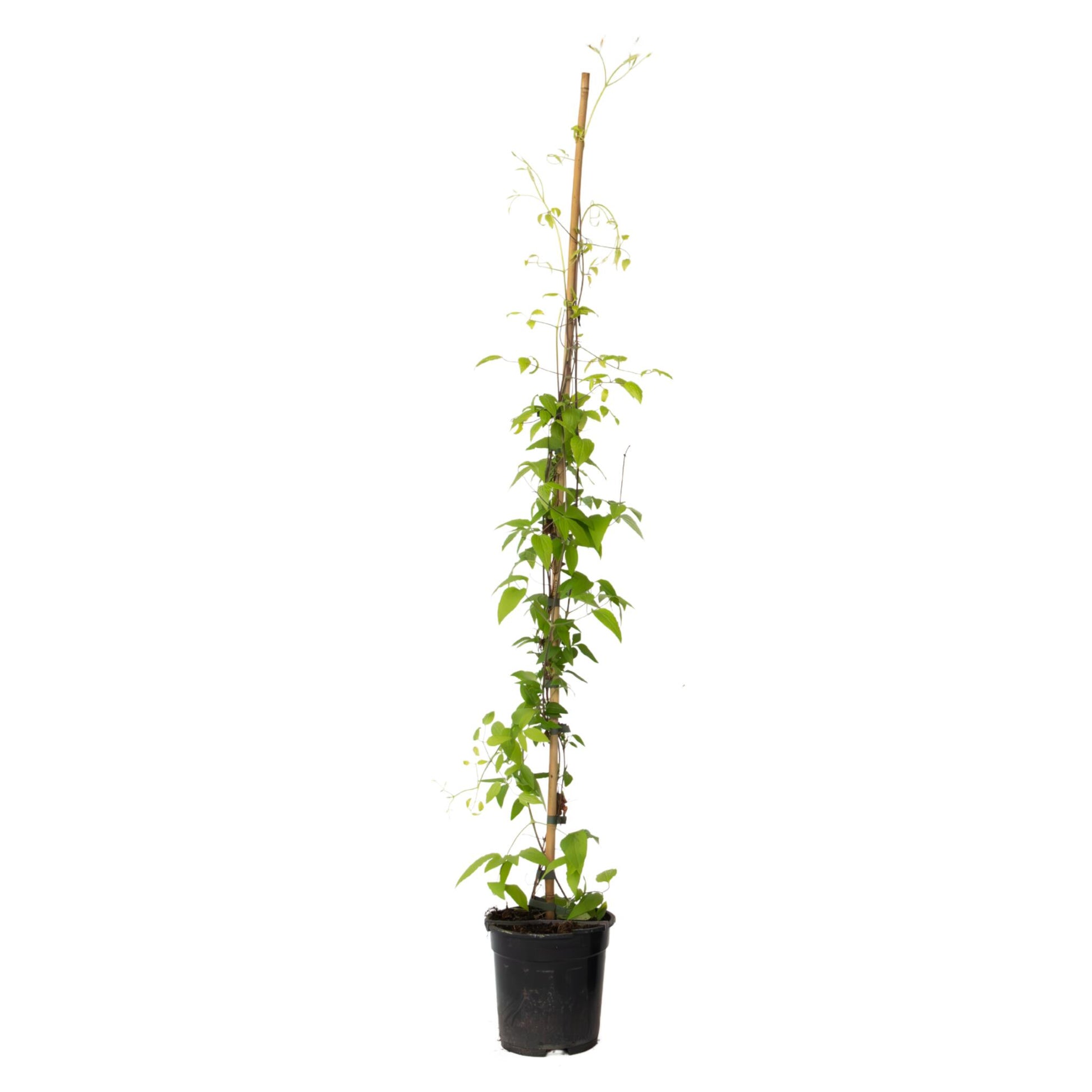Clemátide - Clemátide 'the President' - Altura 100-120cm - ⌀17cm_0
