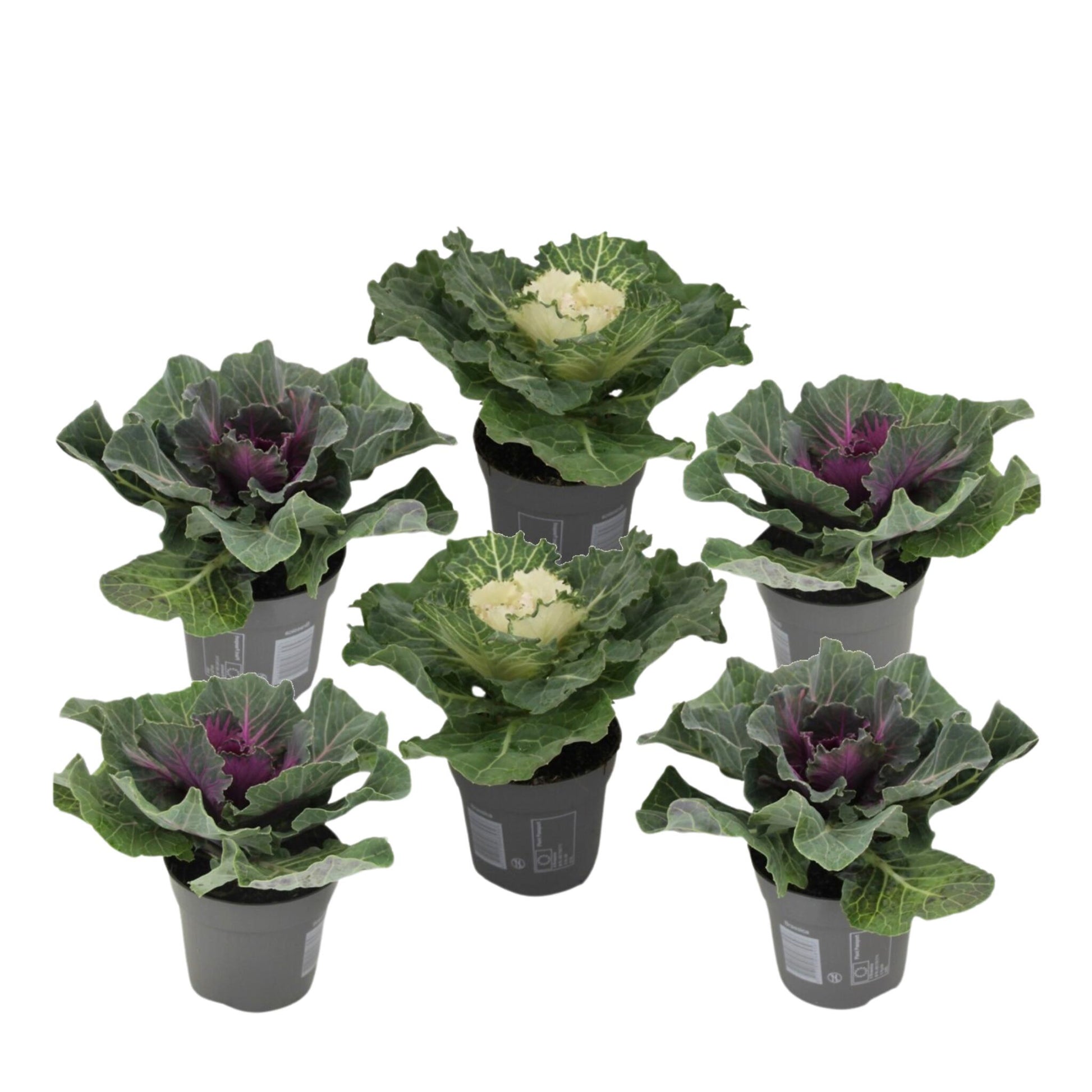 Col Ornamental - 6 Pzs - Brassica Oleracea - Altura 10-20cm - ⌀105cm_0