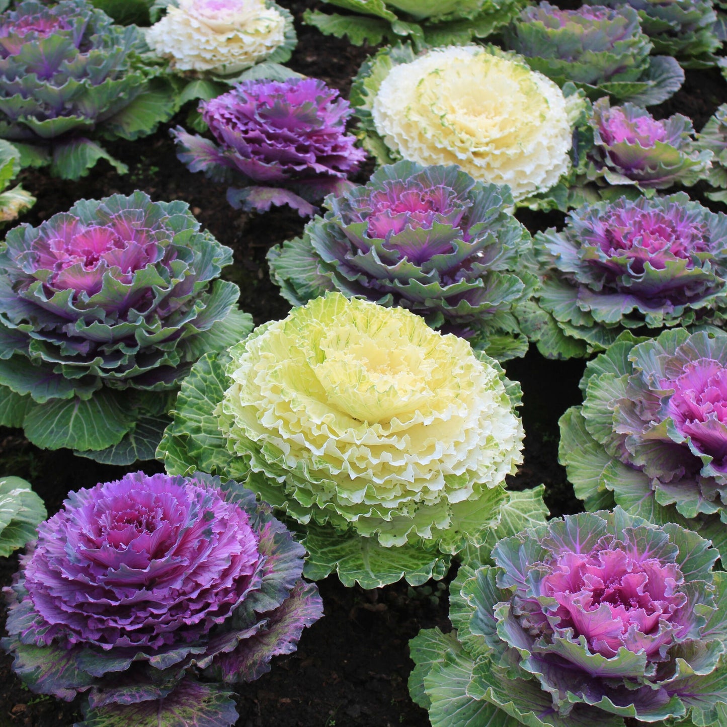 Col Ornamental - 6 Pzs - Brassica Oleracea - Altura 10-20cm - ⌀105cm_1