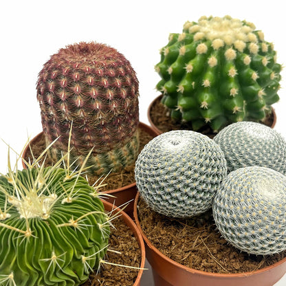 Colección 4 Cactus M8,5 cm Ø_0