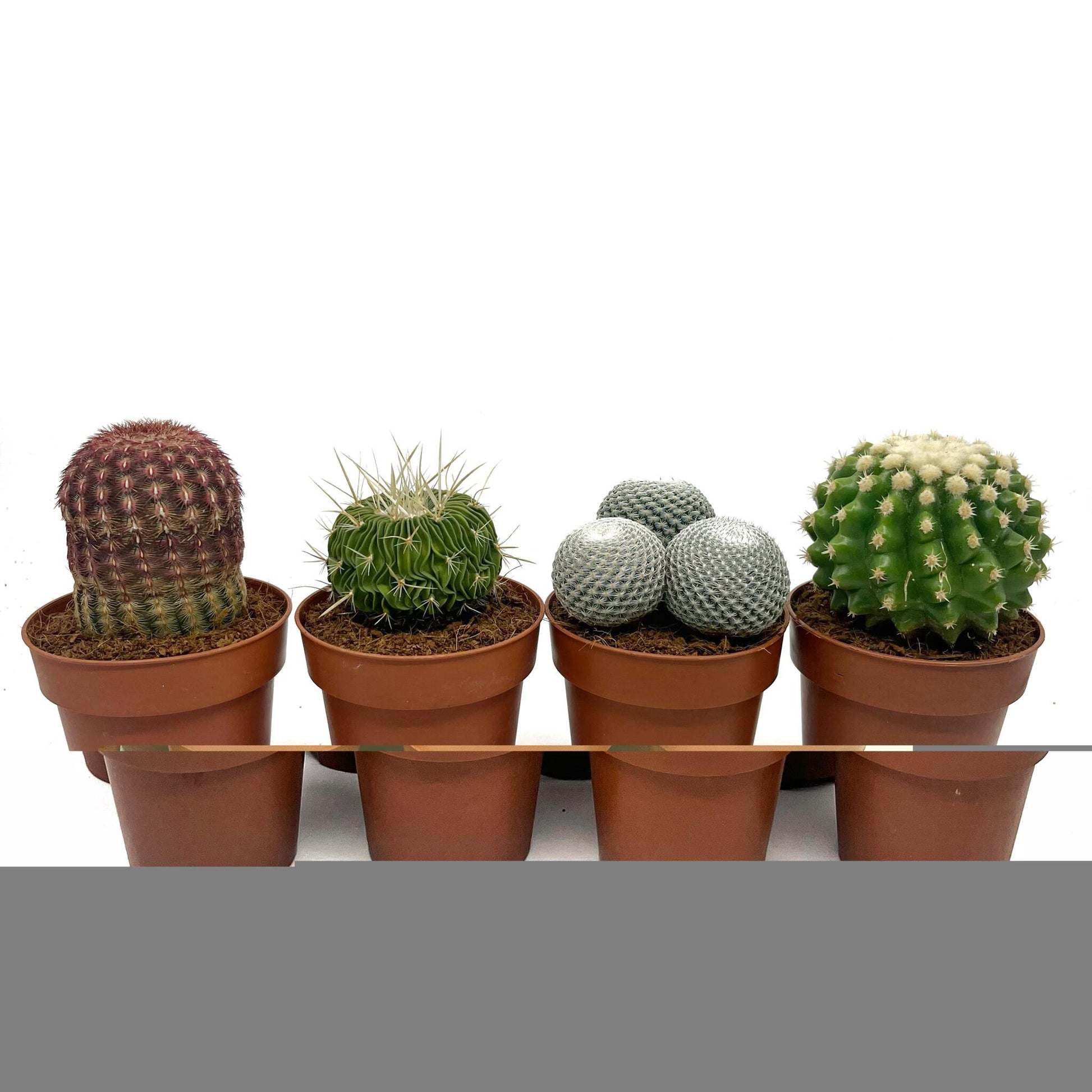 Colección 4 Cactus M8,5 cm Ø_1