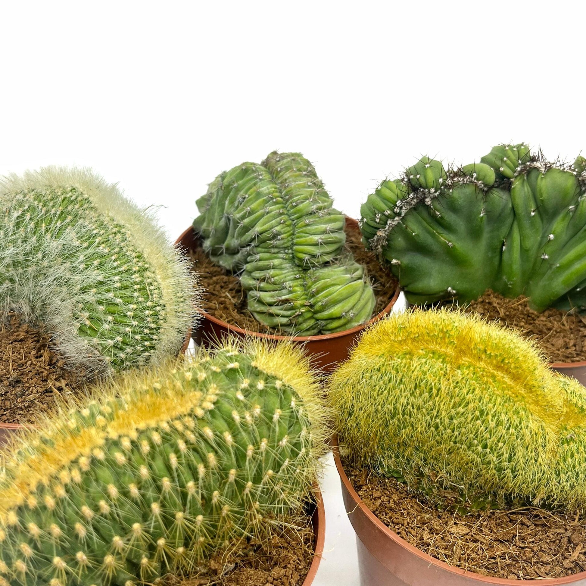 Colección 5 Cactus Cristata M8,5 cm Ø_1