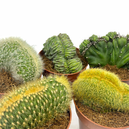 Colección 5 Cactus Cristata M8,5 cm Ø_1