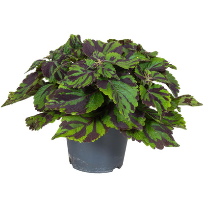 Coleo - Coleus Tiger - Altura 25-35cm - Ø17cm_0