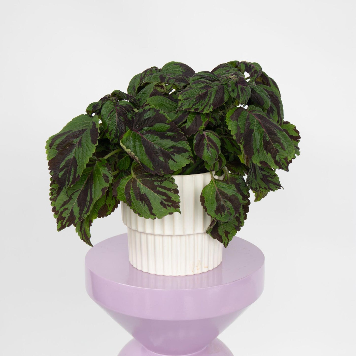 Coleo - Coleus Tiger - Altura 25-35cm - Ø17cm_1