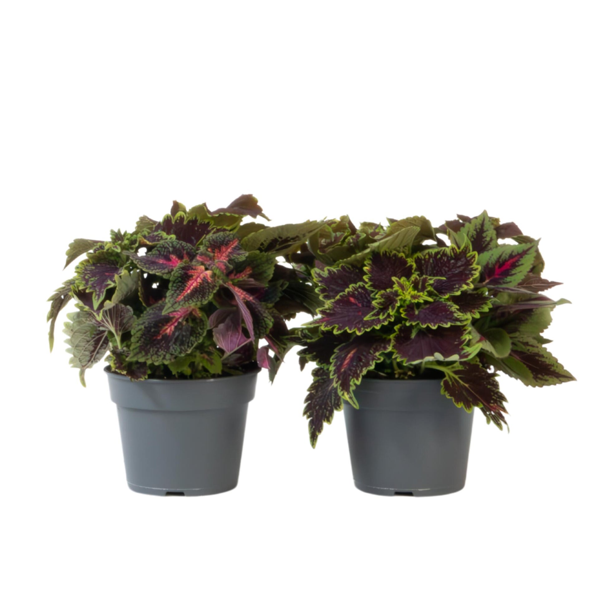 Coleus - 2 Piezas - Coleus Scutellarioides - Altura 25-35cm - ⌀17cm_0