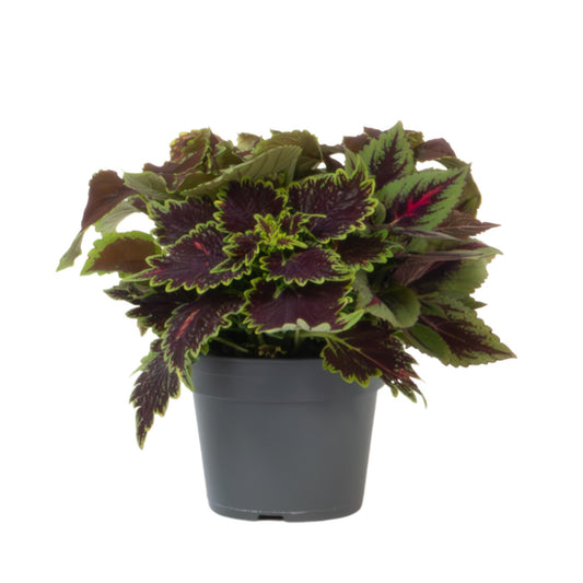 Coleus - Coleus Scutellarioides - Altura 25-35cm - ⌀17cm_0