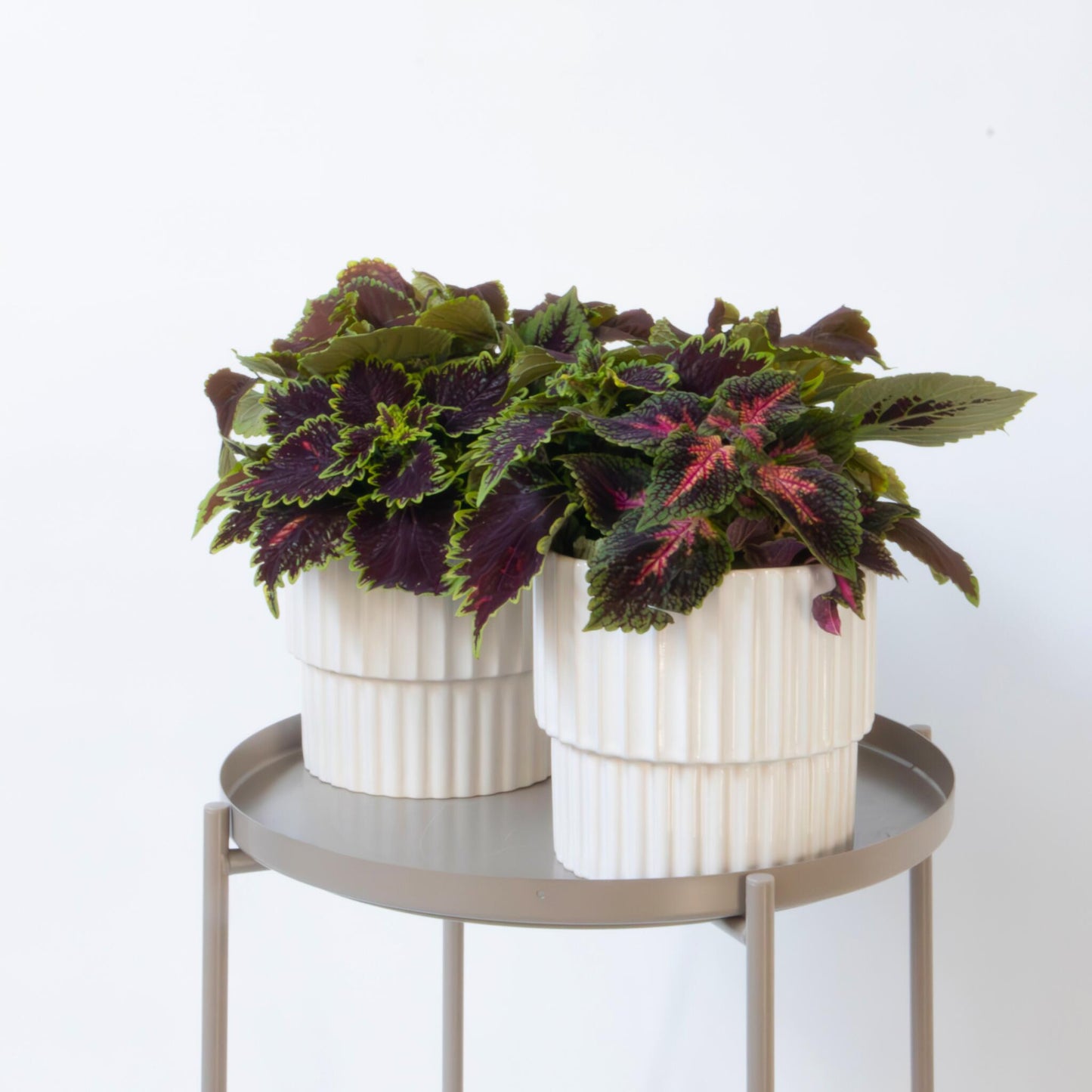 Coleus - Coleus Scutellarioides - Altura 25-35cm - ⌀17cm_1