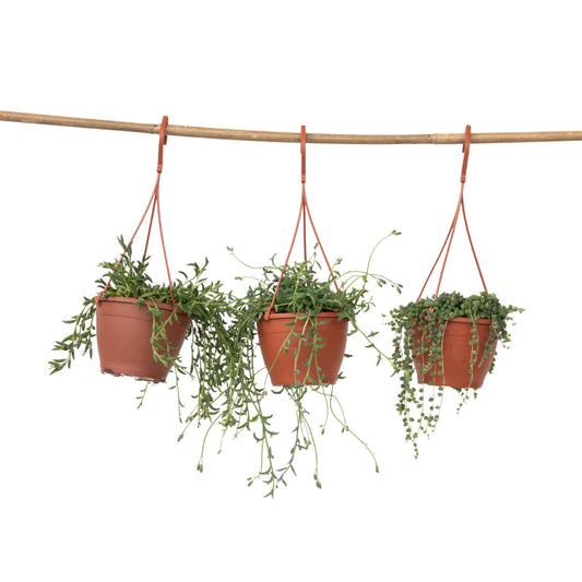 Collar De Perlas - Set De 3 - Senecio - Ø 12cm_0