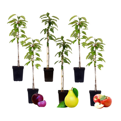 Columnas De Frutas - 6 Pzs - Manzana Pera - Altura 60-70cm - ⌀9cm_0