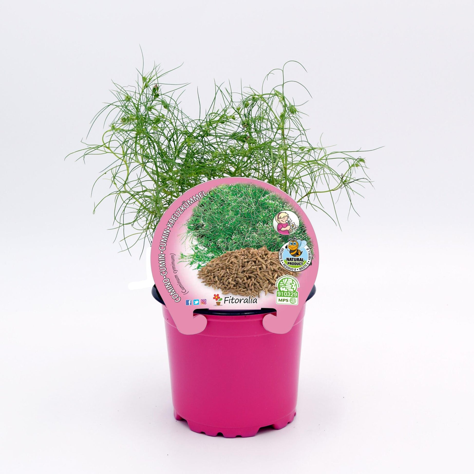 Comino En Maceta 10,5 Cm. Natural - Fitoralia_0