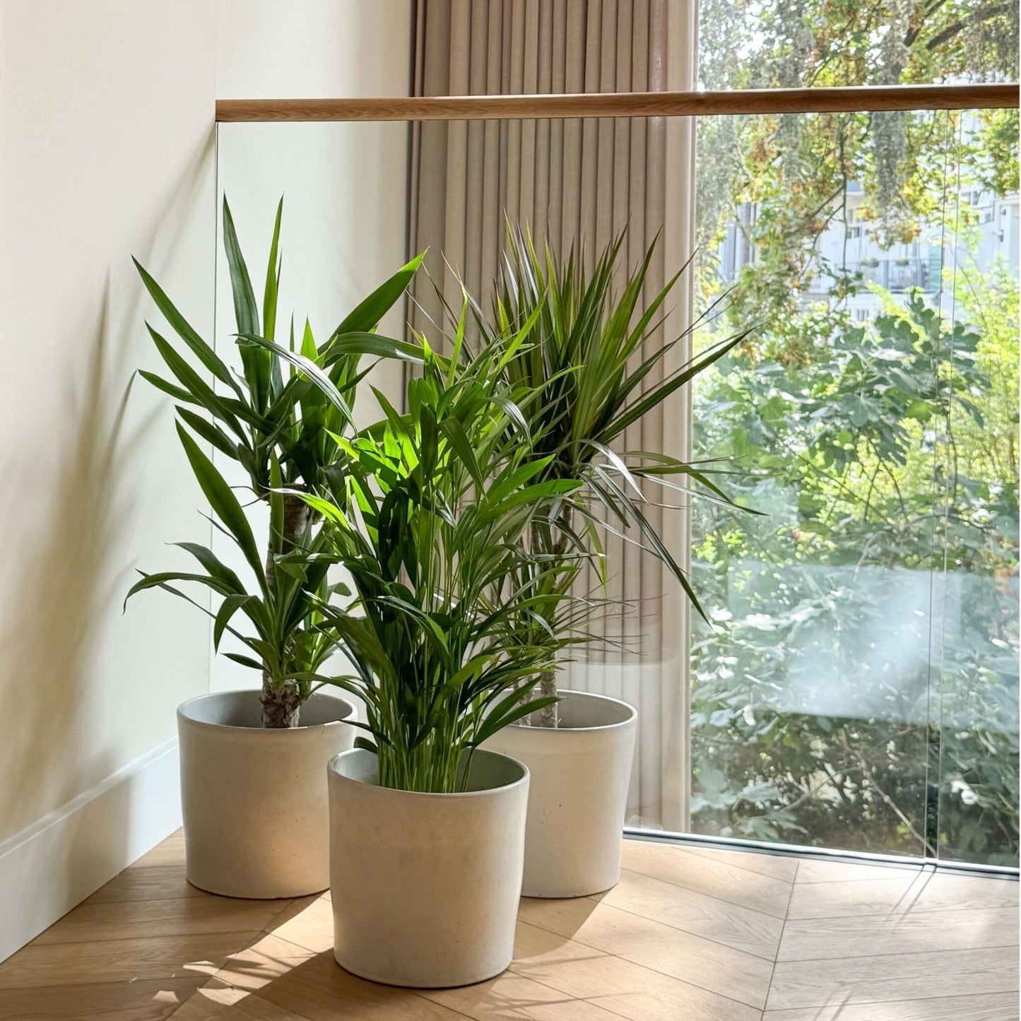 Conjunto De Palmeras De Interior - 3 Pzs - Indoor Palmmix Xl - A70-90cm - ⌀17cm_1
