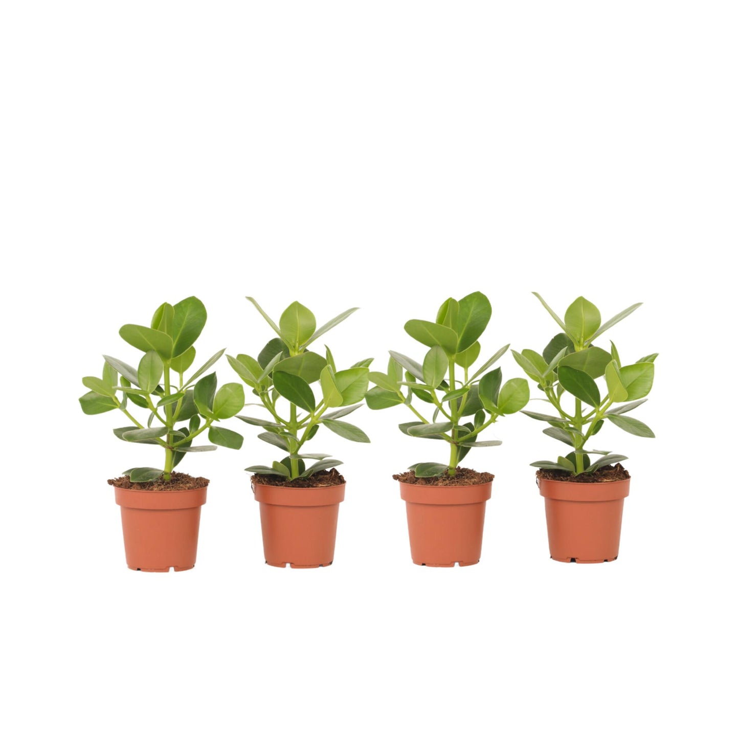Copey Rosado - 4 Pzs - Clusia Rosea 'princess' - Altura 25-35cm - ⌀12cm_0